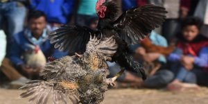 Đá Gà Cựa Dao Giải Trí Dân Gian, So Kèo Siêu Kịch Tính