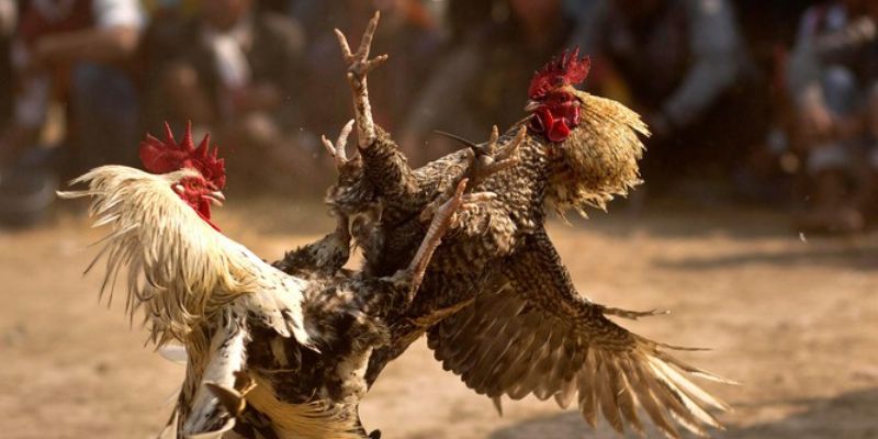 Những trận đá gà Kuwin đòn đầy chuyên nghiệp và kịch tính