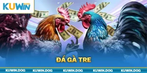 Đá Gà Tre - Kinh Nghiệm Cược Thắng Cho Tân Binh Kuwin